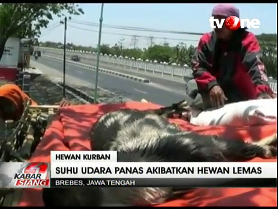 Cuaca Panas, Hewan Kurban Mati Dehidrasi