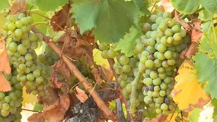 France : coup d'envoi des vendanges