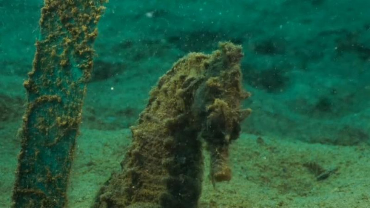 El rincón secreto de los caballitos de mar