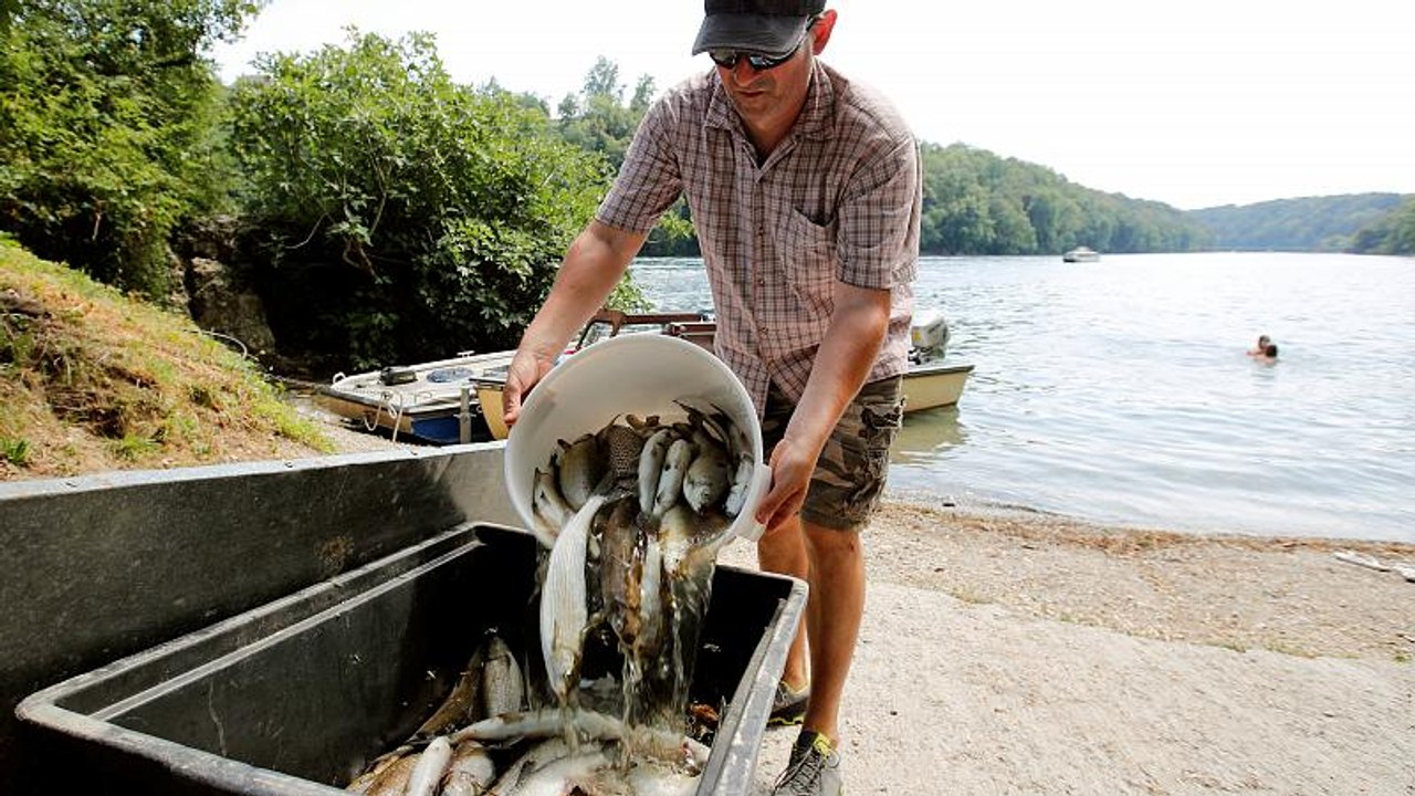 Warmer Rhein: 1000 Kilo toter Fisch