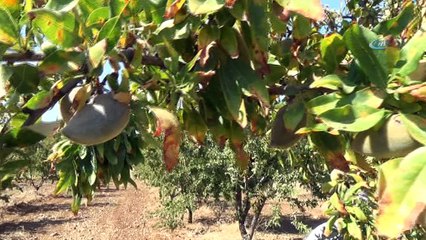 Badem üretiminde teknolojik tarım