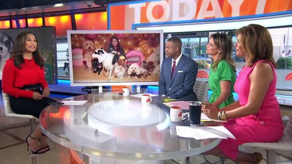 Rachael Ray's Nutrish dog food ‘potentially harmful,’ lawsuit says