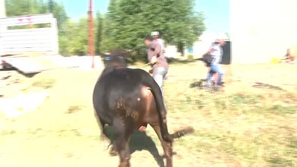 Batı İllerine Kurbanlık Sevkıyatı