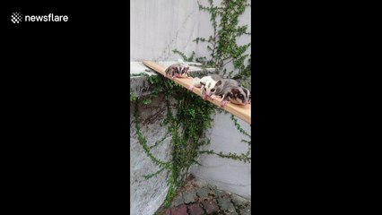 An adorable circus as tiny flying possums train on an obstacle course