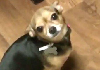 This Dog is Looking For Some Backup When She Gets in Trouble With Her Owner's Mom