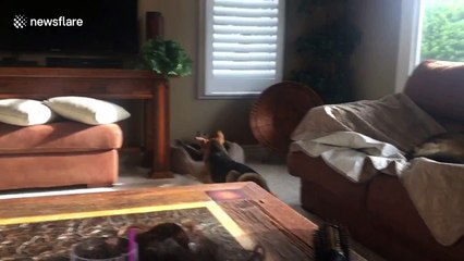 Hilarious video shows a dog dragging around an older pooch in his bed