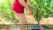 French winemakers begin harvest after torrid summer