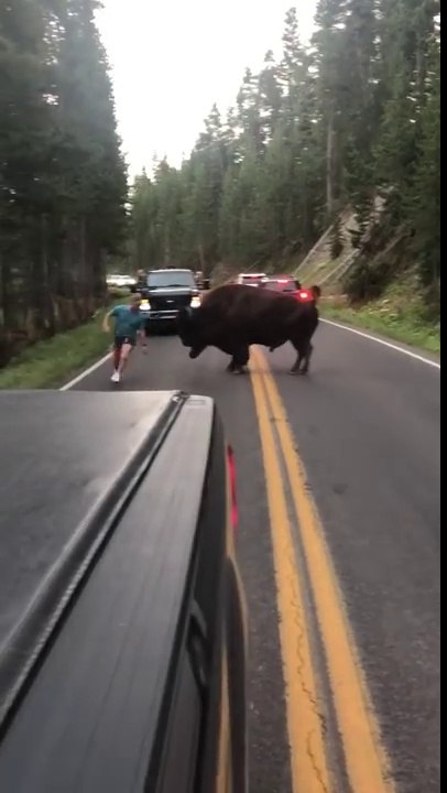 Ce conducteur fait face à un bison qui finit par le charger!
