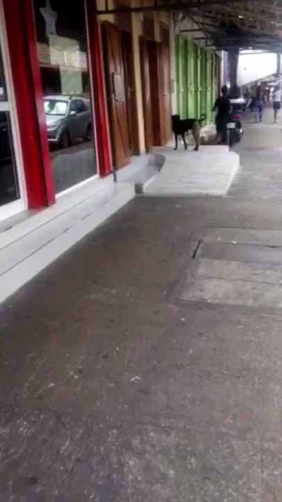 Dog Wears Pants