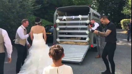 Mariage : ils offrent une vache à la mariée !