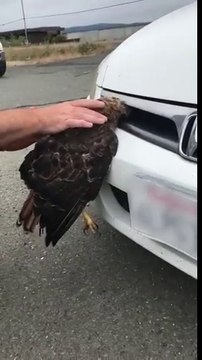 Ce faucon est coincé vivant dans la voiture dans la grille d'aération !
