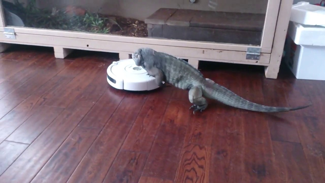 Iguane contre aspirateur roomba automatique !