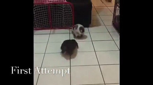 Ce lapin joue au foot ! Trop mignon...