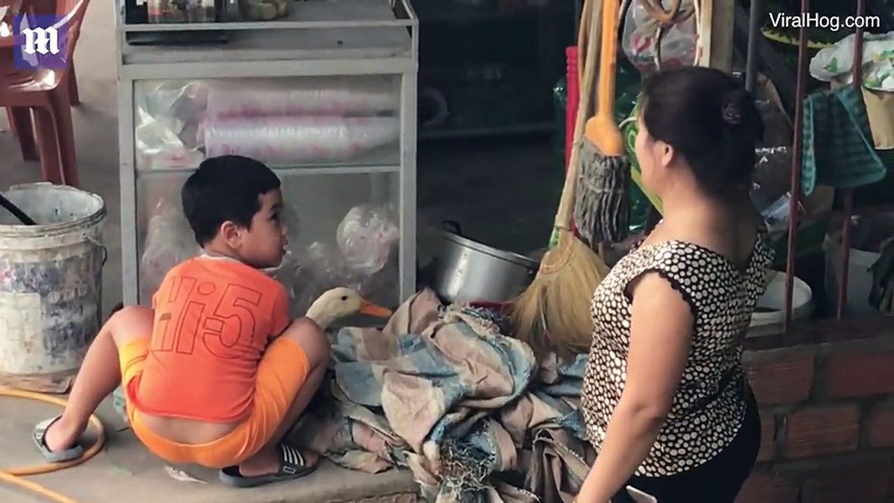 Khoảnh khắc đáng yêu khi bé trai bảo vệ cho "người bạn" vịt của mình