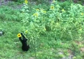 Bear Stops to Play With Flowers, Makes Itself at Home on Porch in Tennessee