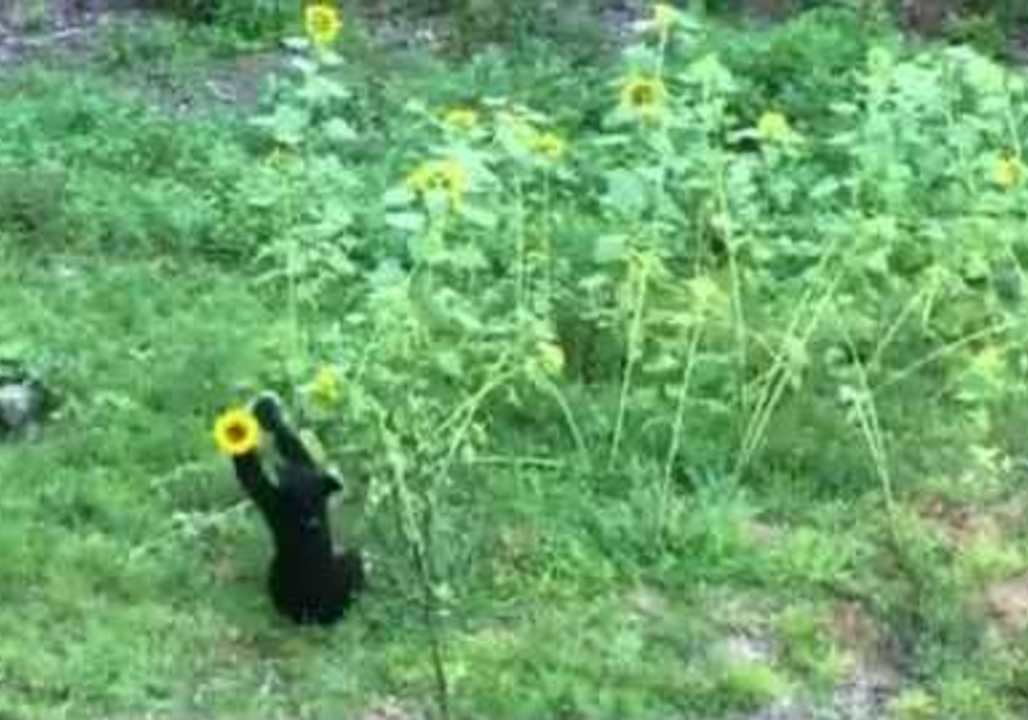 Bear Stops to Play With Flowers, Makes Itself at Home on Porch in Tennessee