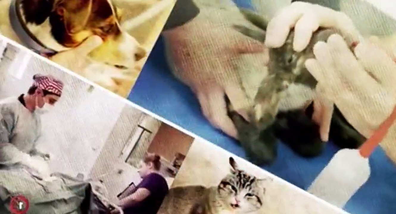 Vet Tales S01 - Ep10  Ten HD Watch