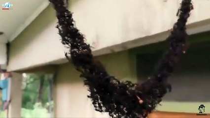 Army Ants Build Bridge to Attack Wasp Nest! Amazing Piece of Engineering