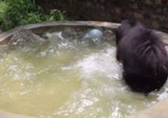 Download Video: Rescued Sloth Bear Cools Off in India With a Fun Swim