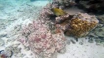 Giant Moray Eel Gymothorax javanicus in the Aroa Aroa Lagoonarium Marine Reserve 