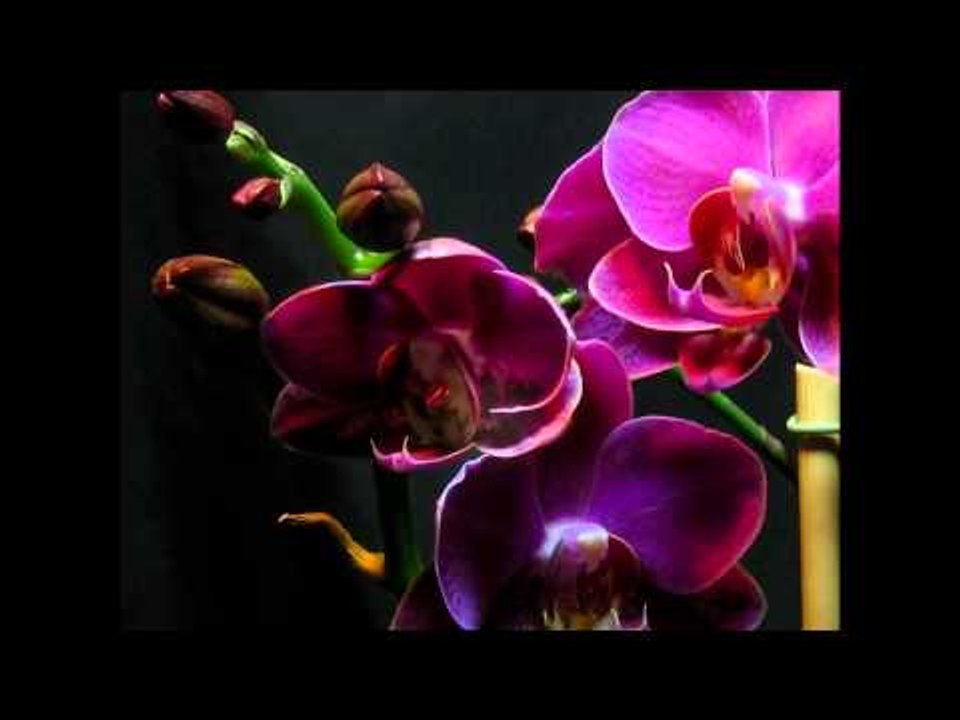 Courtship Ritual - Yellow Spiders - Official HD Video - GODMODE