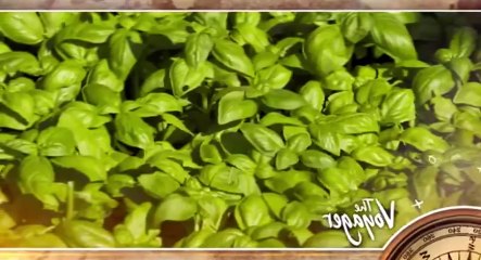 The Voyager With Josh Garcia S01 - Ep13 World Champion Pesto HD Watch