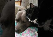 Cuddly Cat Just Wants to Show Her Pooch Pal Some Love