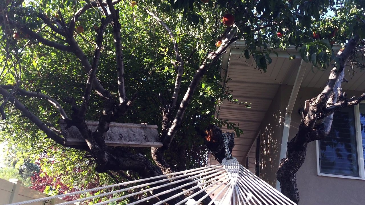Peach Thief Caught in the Act