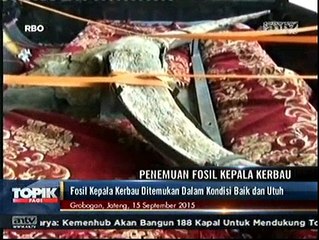 Penemuan Fosil Kepala Kerbau Berusia Ratusan Ribu Tahun