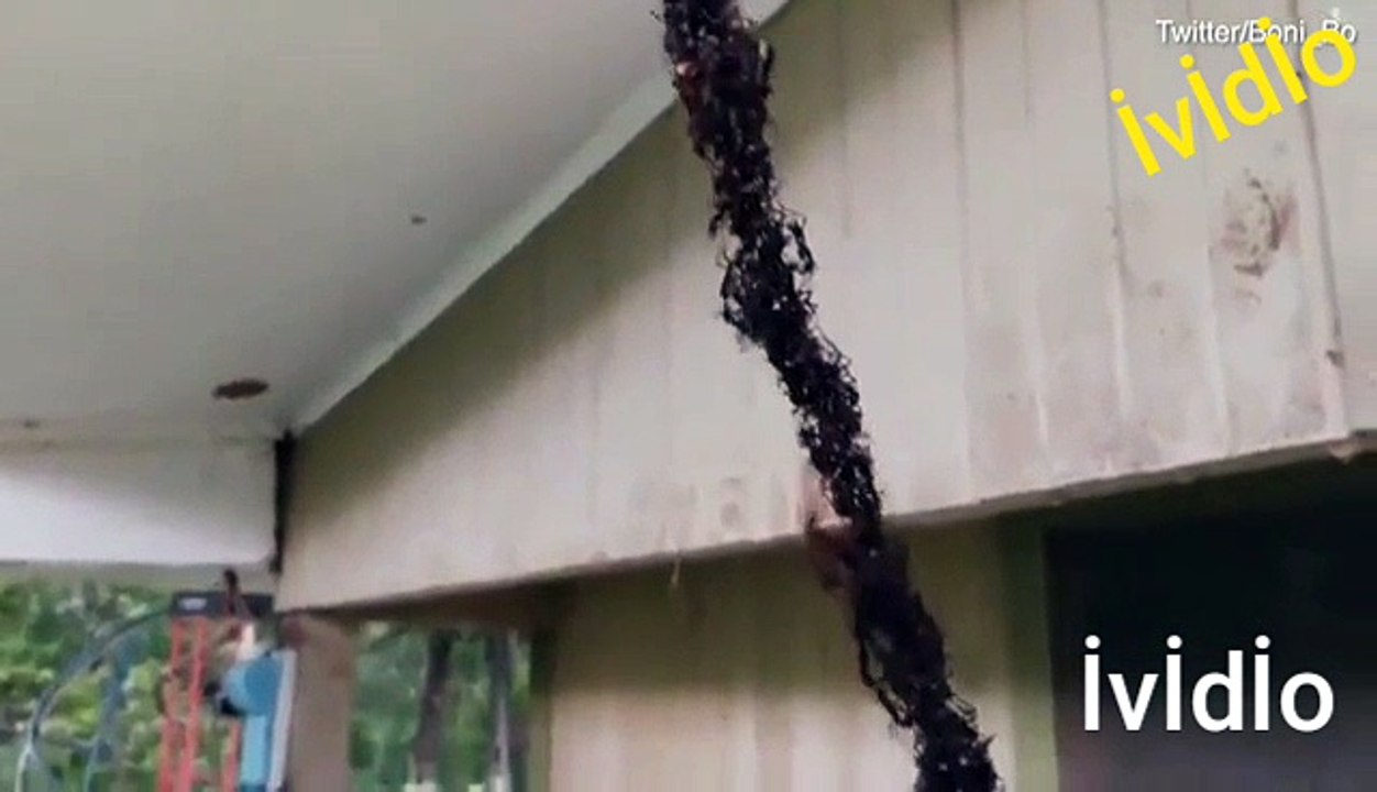 incredible ant's home