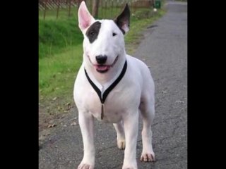 bull terrier black eye
