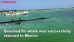 More than 40 rescuers in the Gulf of Mexico, near the eastern island of Isla Contoy, successfully towed a beached fin whale out to sea.