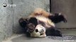 A panda a day, keeps the sorrow away.Qi Xi, is this particular sleeping posture your thing? Seems not quite comfortable!
