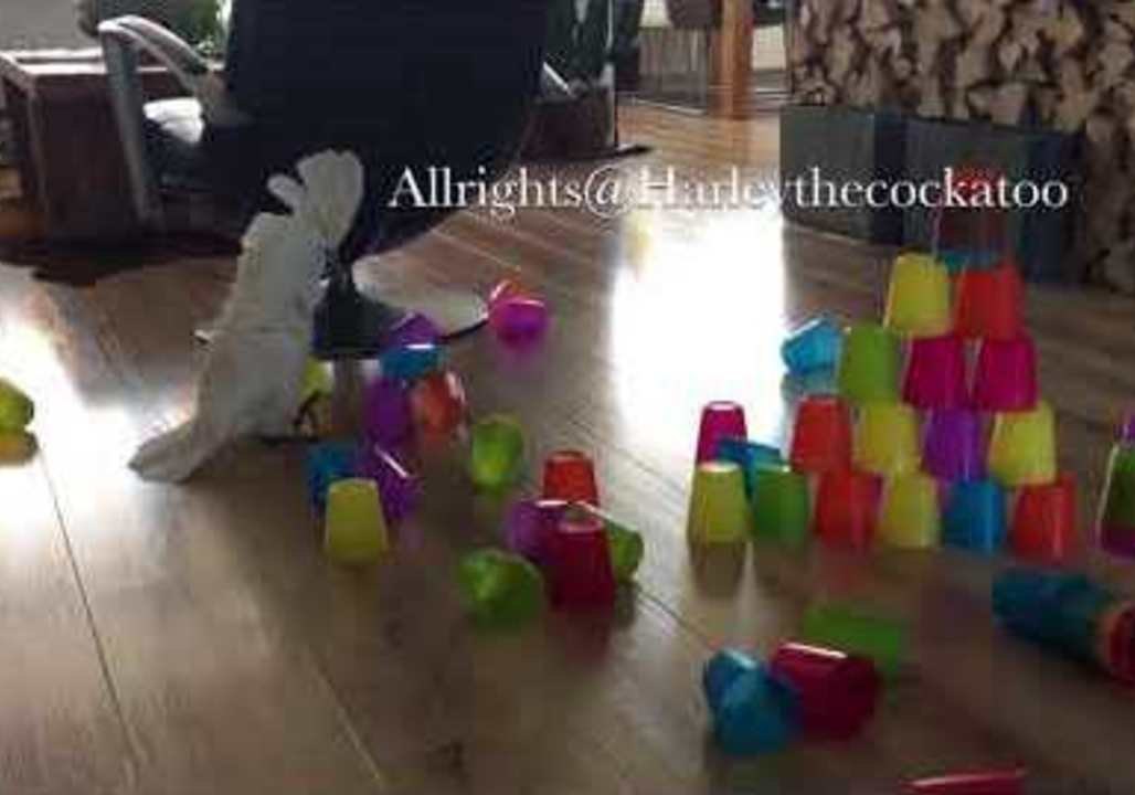 Pyramid of Cups Is No Match for Harley the Destroyer