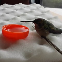 Amazing Hummingbirds.