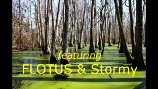 Drain The Swamp #4, FLOTUS & Stormy
