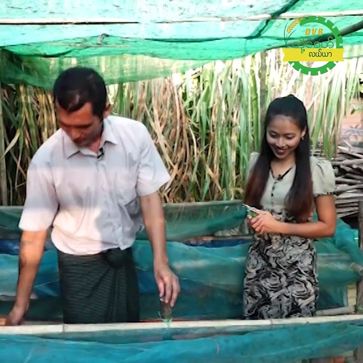 စားဖားကို စီးပြားျဖစ္ ဘယ္လိုေမြးမလဲ။Modern Farming DVB