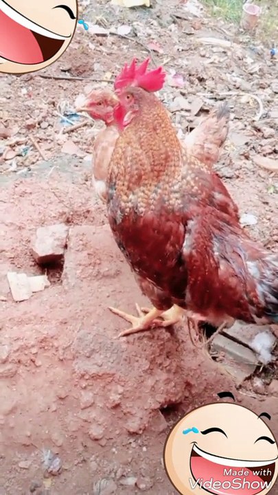 Chick says Good morning