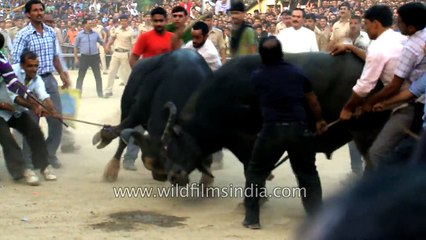 Himalayan Bull fight in Solan Himachal Pradesh