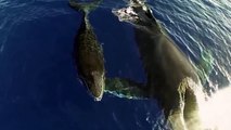 All About Whales - Awesome video footage of humpback whale and its baby whale recorded from a drone above