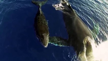 Descargar video: All About Whales - Awesome video footage of humpback whale and its baby whale recorded from a drone above