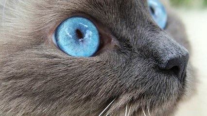 Cute cat with blue eyes