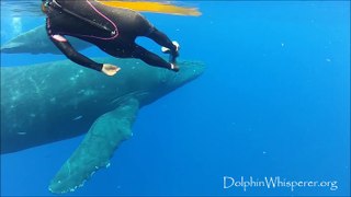 All About Whales - Baby Humpback Whale plays with us in the water!!!