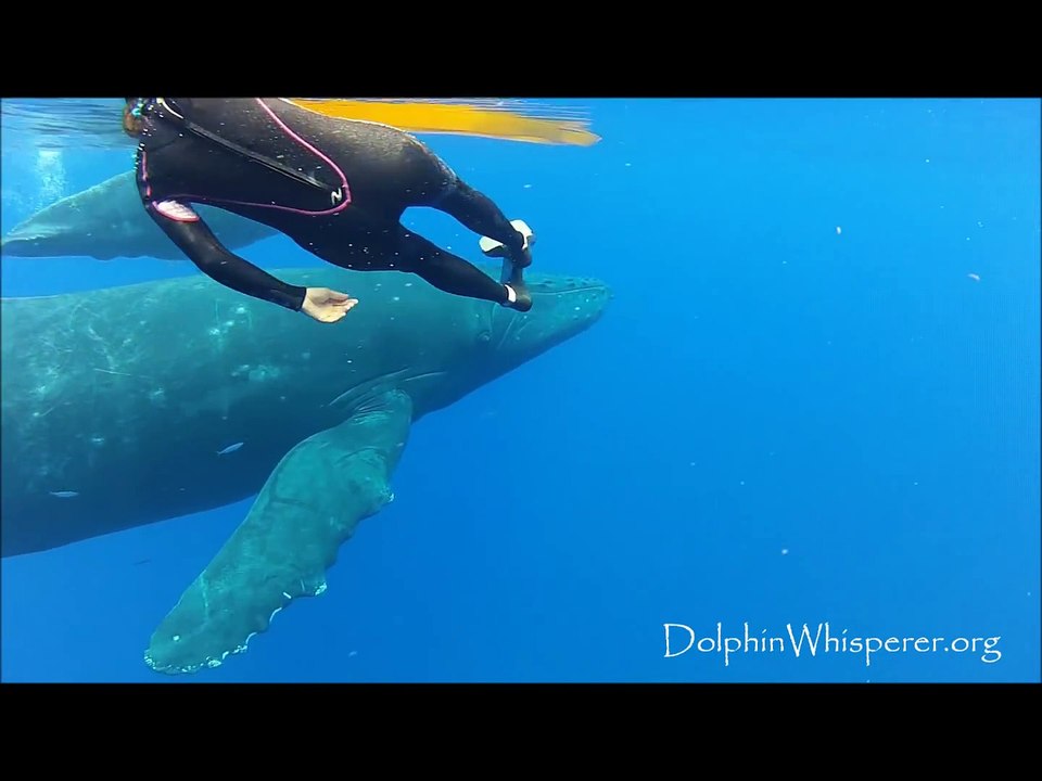 All About Whales - Baby Humpback Whale plays with us in the water!!!