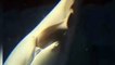All About Whales - BELUGA WHALE gives birth in China acquarium in front of visitors. Rare & Incredible video footage!