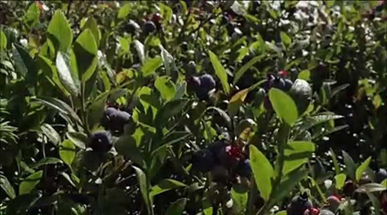 Nature S36E02 Fox Tales p3