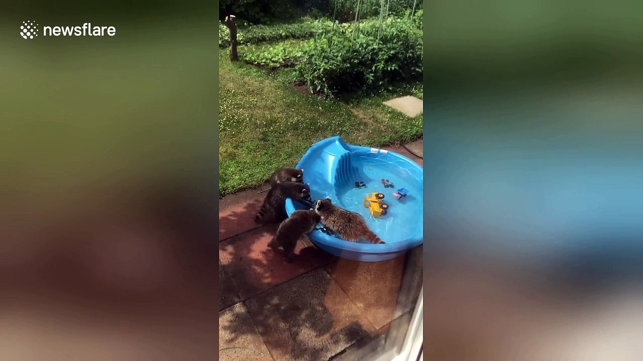 Family of racoons spotted cooling off in back garden kiddies' pool