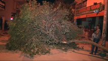 İzmir'de Ağaç Yola Devrildi, Şans Eseri Kimse Yaralanmadı