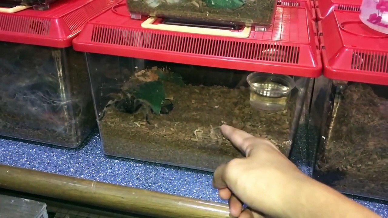 NIGHTMARE in my Thailand Black Tarantula's enclosure too ?!!