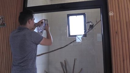 Kaçakçılardan Kurtarılan "Tukan" Kuşuna Eş Aranıyor - Kayseri